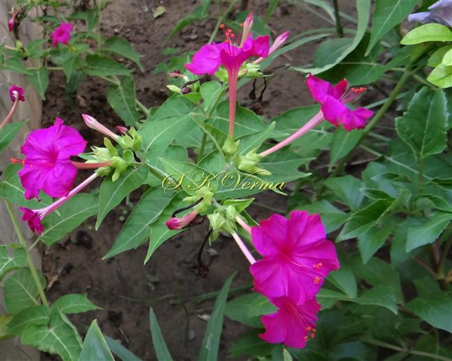  Flowering shoot with leaves and clusters of Flowers